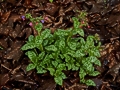 Pulmonaria officinalis IMG_9161 Miodunka plamista